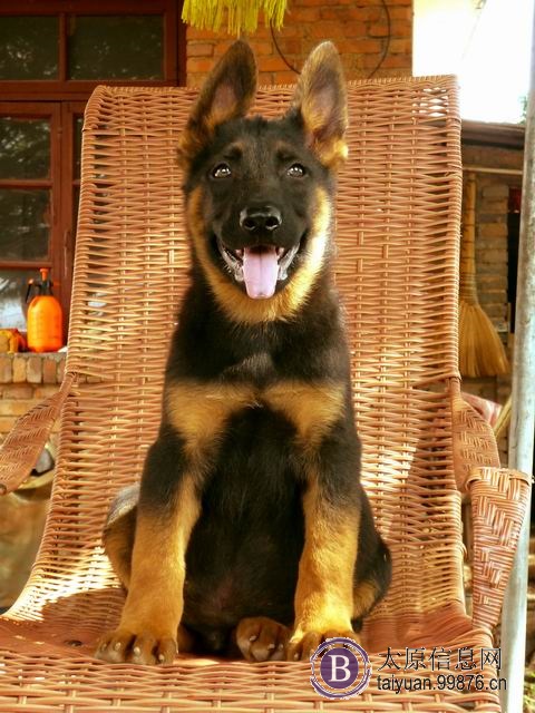 太原买昆明犬的地方 太原哪里买昆明犬好